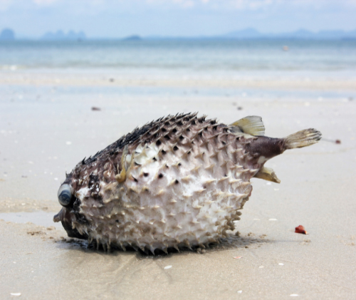 Blow fish out of water, puffed up to full size