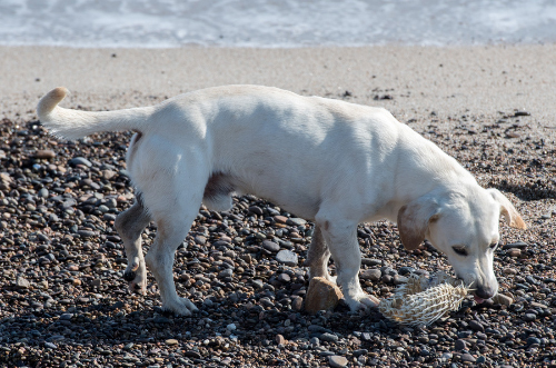 Puffer fish poisoning in dogs can occur from even licking or chewing the fish