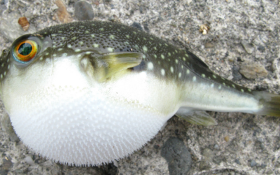 My Pet Has Eaten A Blowfish (Puffer Fish Poisoning In Dogs)