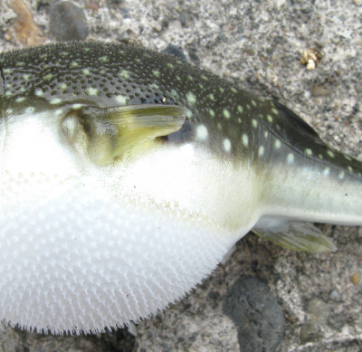 Puffer fish out of water is a common cause of puffer fish poisoning in dogs