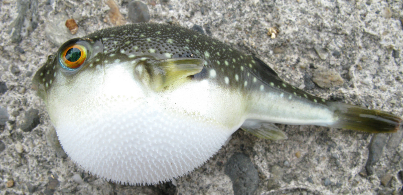 Puffer fish
