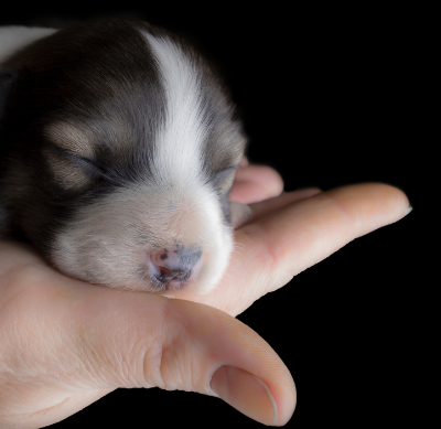Black and white puppy on palm of hand