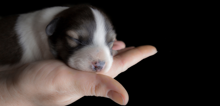 Black and white puppy on palm of hand