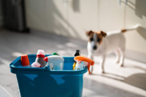 Jack Russell Terrier looking at cleaning products