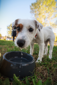 Jack Russell Terrier drinking from water bowl