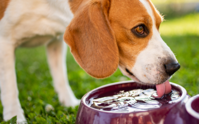 Heat Stroke In Dogs: A Guide To Symptoms And Treatment
