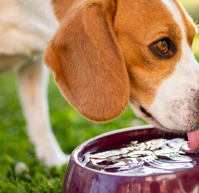 Beagle drinking from a water bowl to prevent heat stroke in dogs