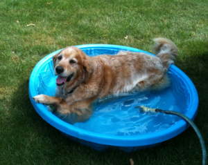 Retriever lying in paddling pool