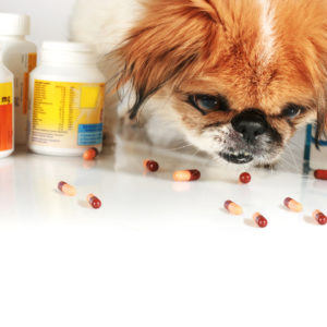 Dog looking at tablet capsules