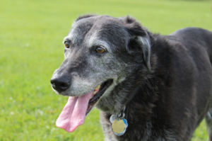 Grey dog with tongue out panting to prevent heat stroke in dogs