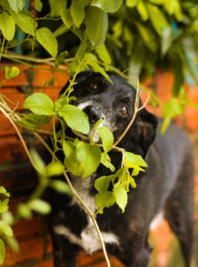 Black dog sniffing a plant