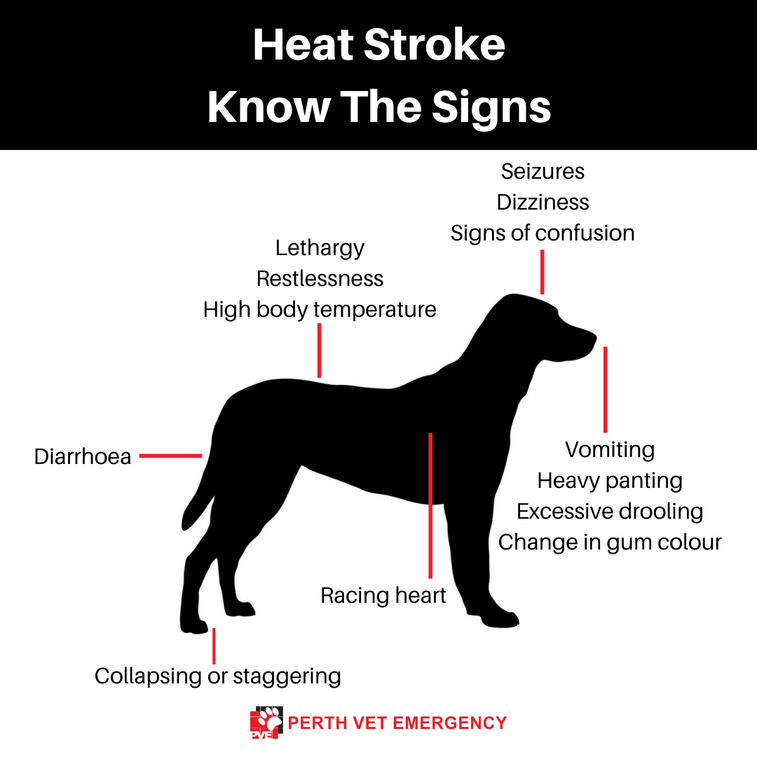 Heat stroke in dogs symptoms infographic