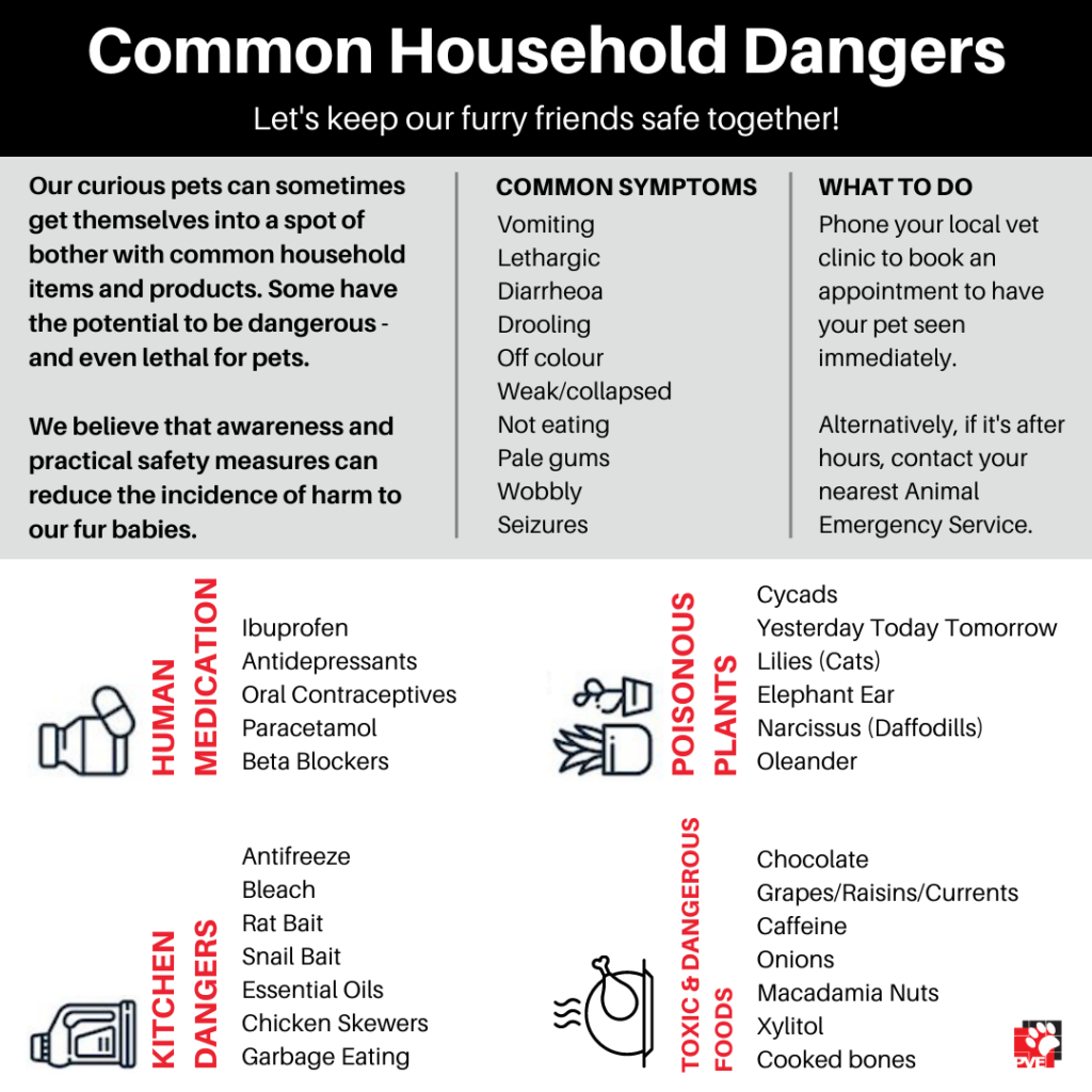 Common pet toxins