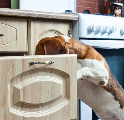 Beagle looking into a kitchen draw