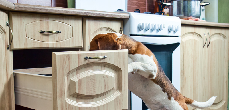 Beagle looking into a kitchen draw