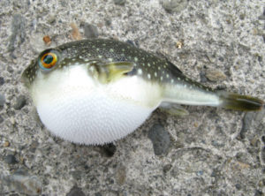 Puffer fish out of water, a common dog poisoning