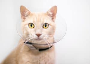 cat in elizabethan collar after fight