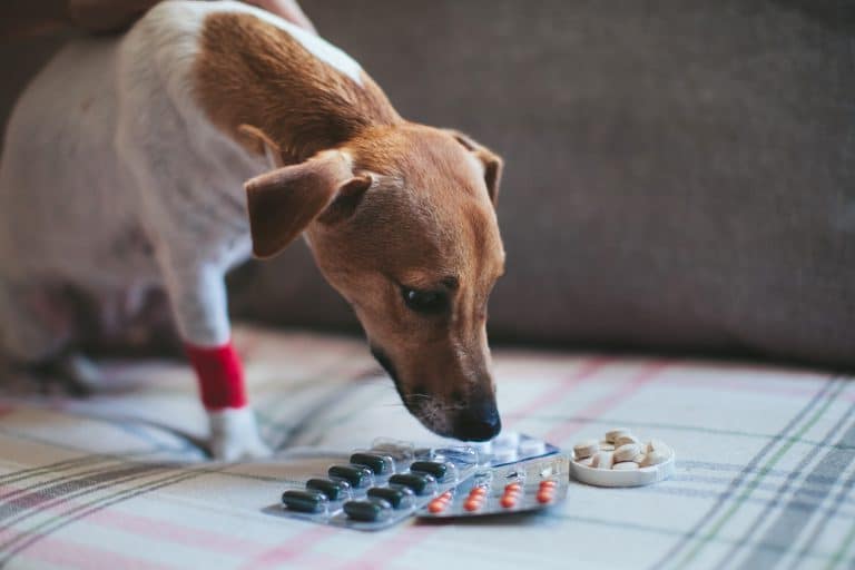 dogs and pets with human medication panadol