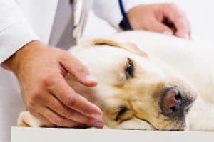 Vestibular disease in pets