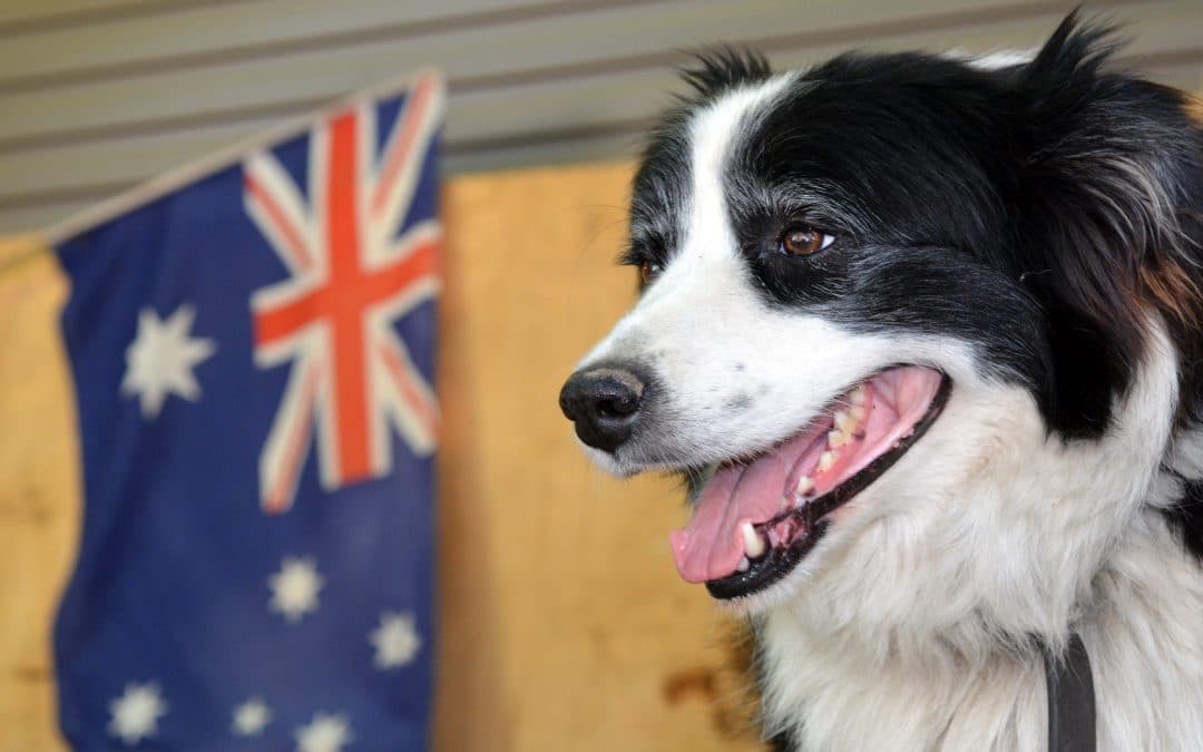 Australia Day For Pets