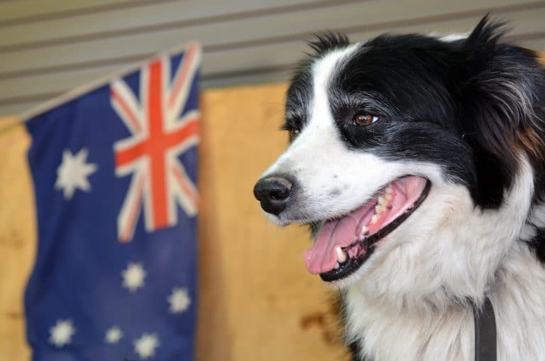 Australia day dog