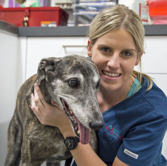 Experienced Veterinarian – Perth Vet Emergency – Underwood, Brisbane