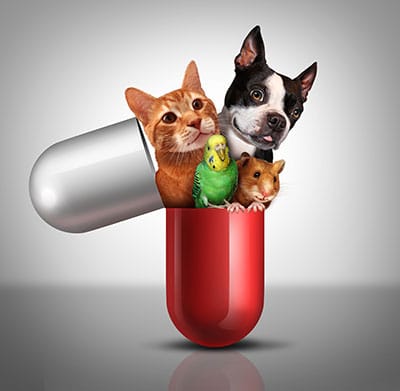 is paracetamol safe for dogs