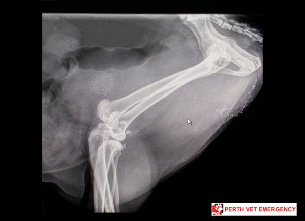 Radiograph of cat with kidney stones