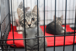 rescue kittens