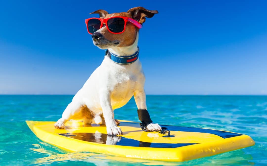 Three Ideas to Keep Your Pooch Cool on Australia Day