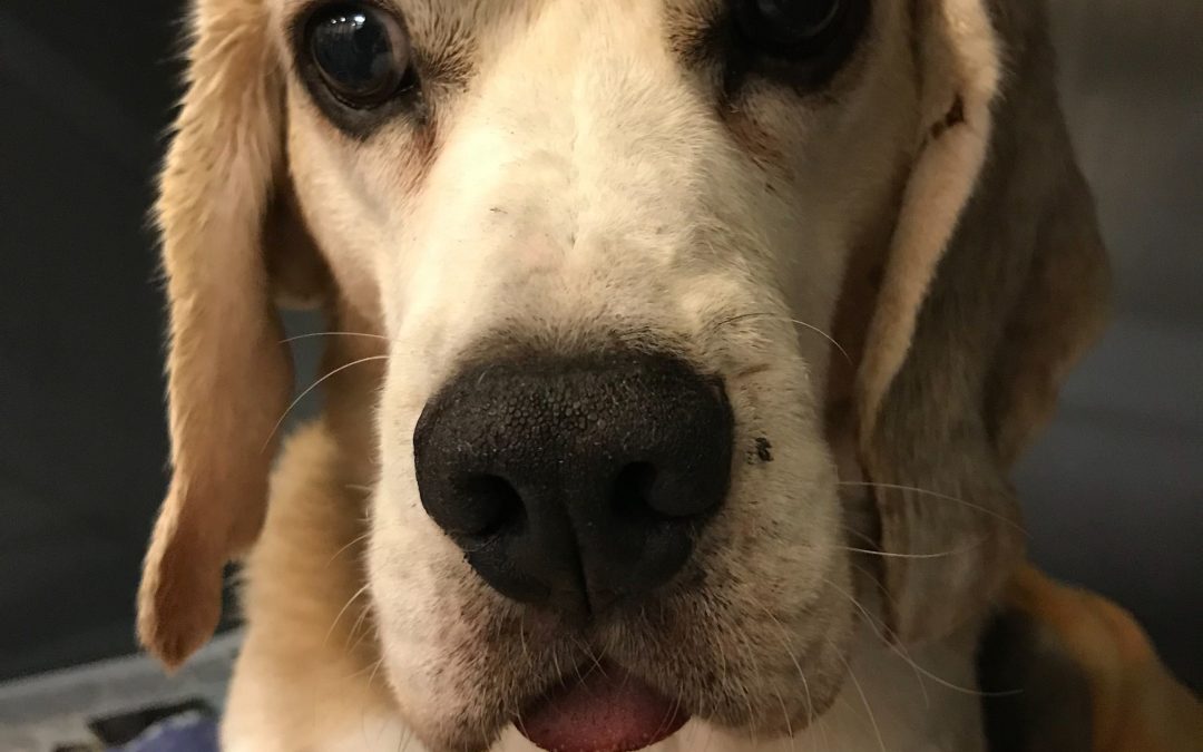 Norman the Hungry Beagle