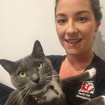 Perth Vet Emergency Assistant Nurse Manager Danielle Wood with a grey cat