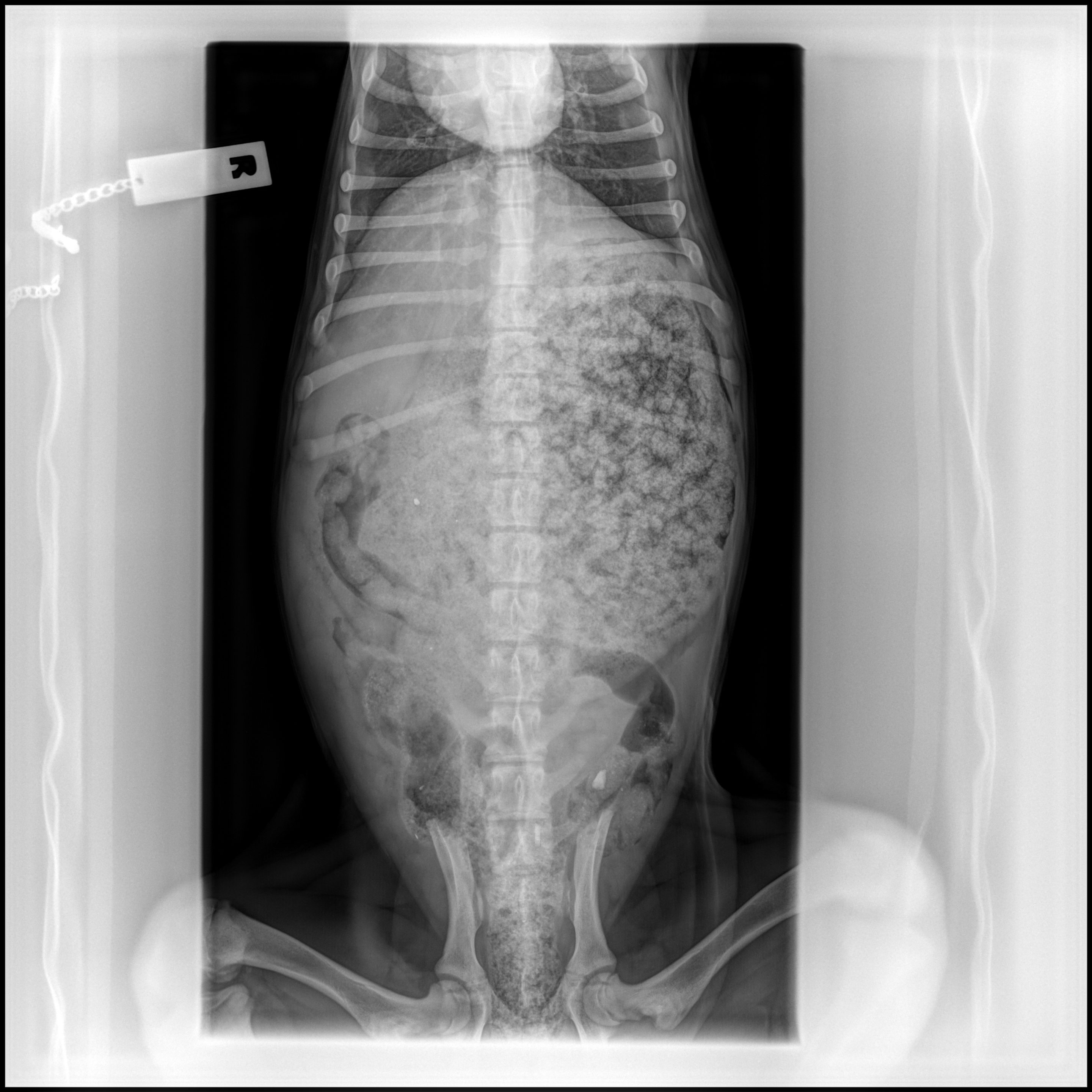 Swollen stomach caused by food bloat in dogs 