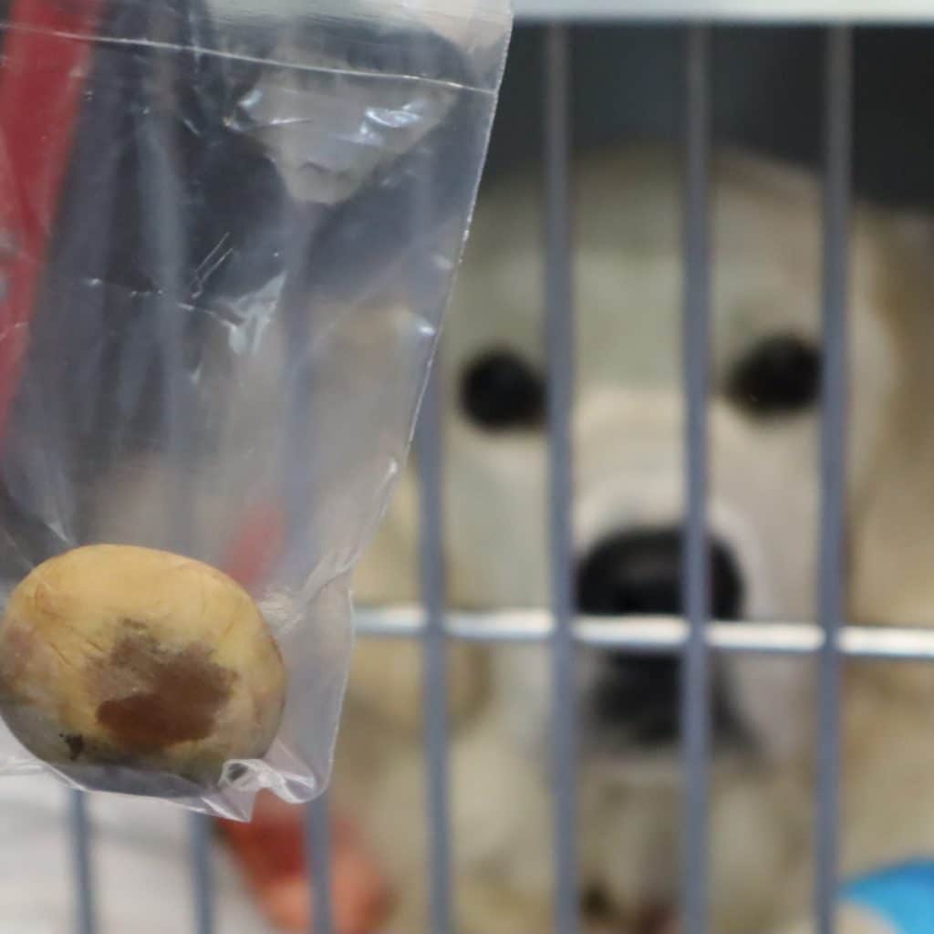 Palm tree seeds toxic to sale dogs