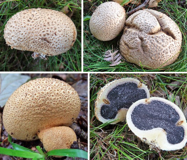 Earthball Scleroderma-citrinum mushroom
