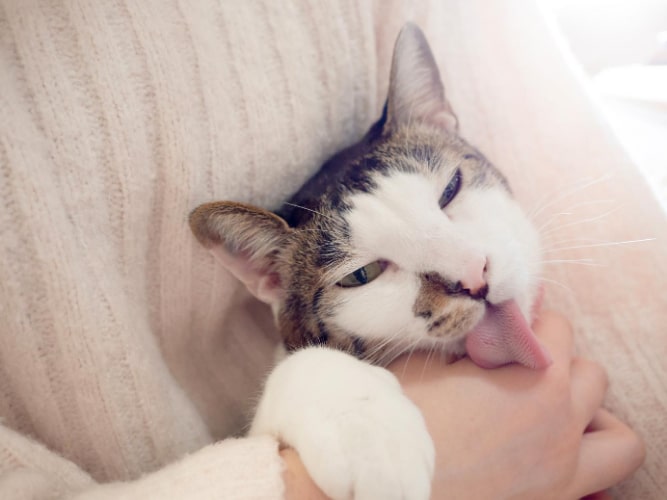 Cat licking hand
