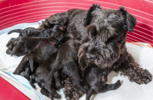 Black dog nursing puppies can cause milk fever