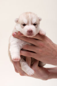 Brown and white puppy being held