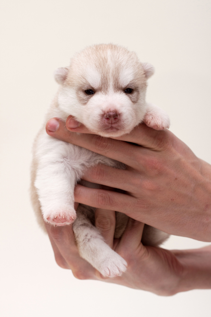 Milk Fever In Dogs causes symptoms treatment and prevention Our Blog Perth Vet Emergency