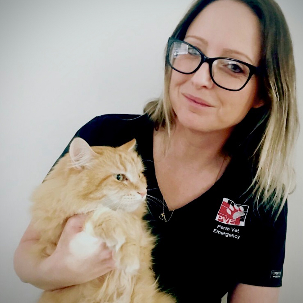 Perth Vet Emergency Veterinary Nurse Manager, Kim Gorey with a cat