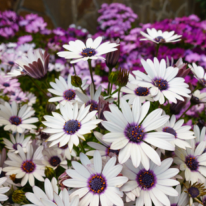 White and purple African daisies in a garden are plants safe for dogs