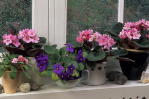 Pink and purple African violets in pots