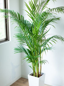 Tall areca palm in white pot inside a house