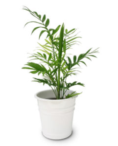 Bamboo palm in white pot