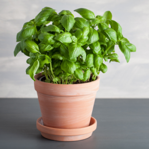 Basil in terracotta pot, all varieties are plants safe for dogs and cats