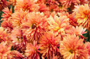 Orange chrysanthemums, plants that are toxic to dogs