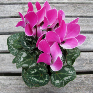 Pink cyclamens, plants that are toxic to dogs