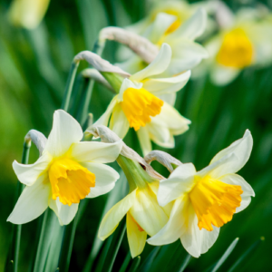 Close up of light yellow daffodils