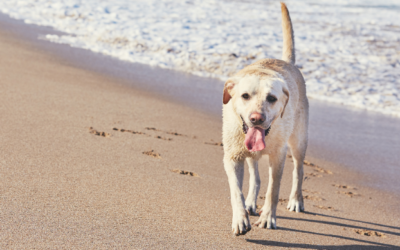 Top Dangers At Perth Dog Beaches