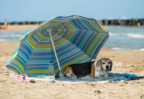 Beagle under a beach umbrella at one of the Perth dog beaches